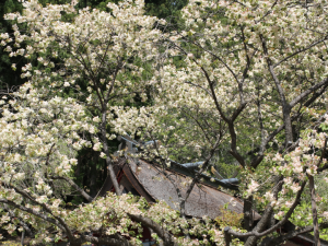 金桜神社