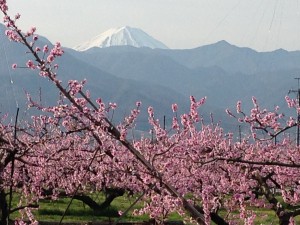 ブログタイトル その他の景色 桃の花と富士山 昇仙峡さわらび